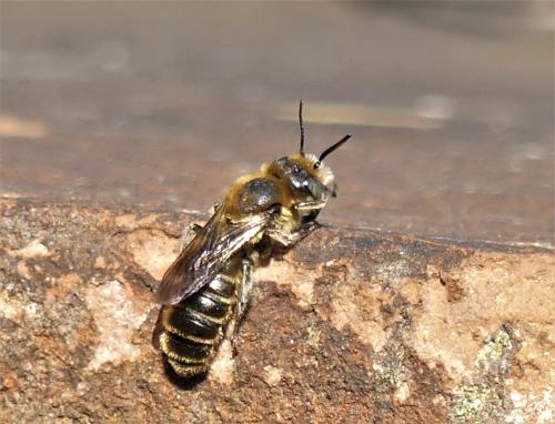 Réf. 303 741 : Hoplitis sp.